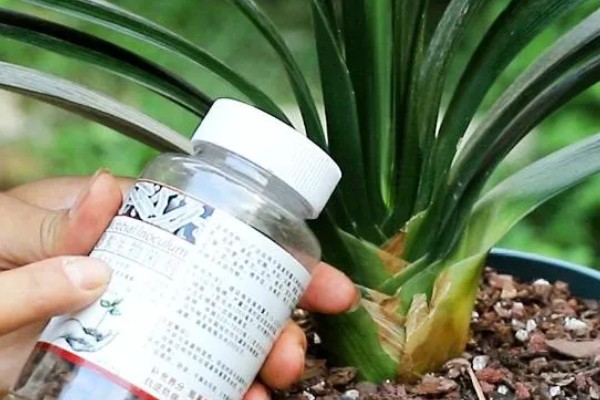 君子兰的换土时间，以春秋季节为宜