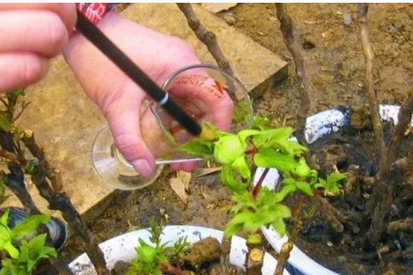 牡丹花的施肥方法，不同季节的施肥方法不同