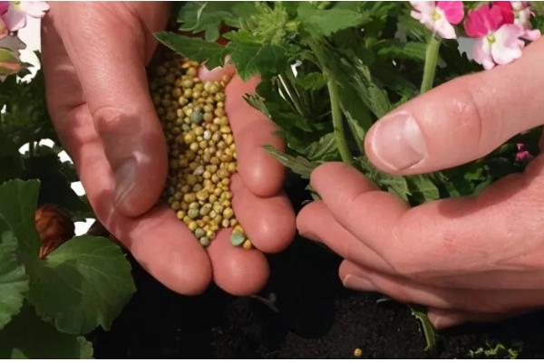 牡丹花的施肥方法，不同季节的施肥方法不同