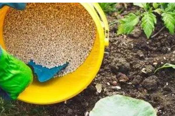 牡丹花的施肥方法，不同季节的施肥方法不同