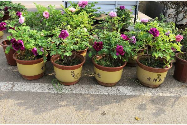 牡丹花的施肥方法，不同季节的施肥方法不同