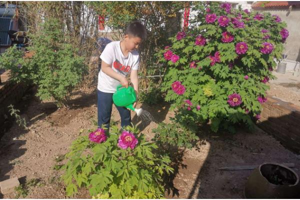 牡丹花的施肥方法，不同季节的施肥方法不同