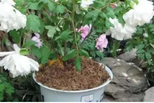 牡丹花的施肥方法，不同季节的施肥方法不同