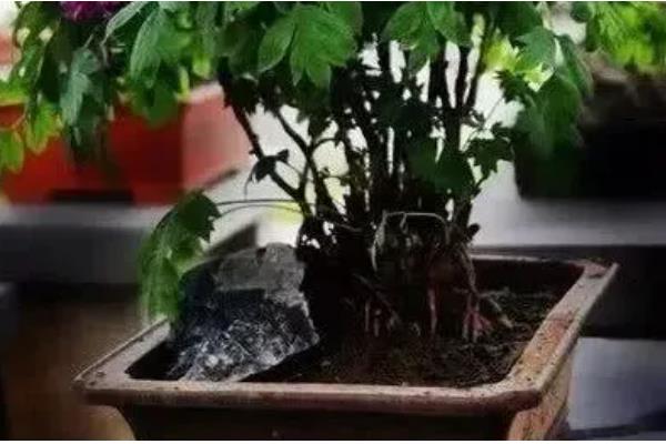 牡丹花的施肥方法，不同季节的施肥方法不同