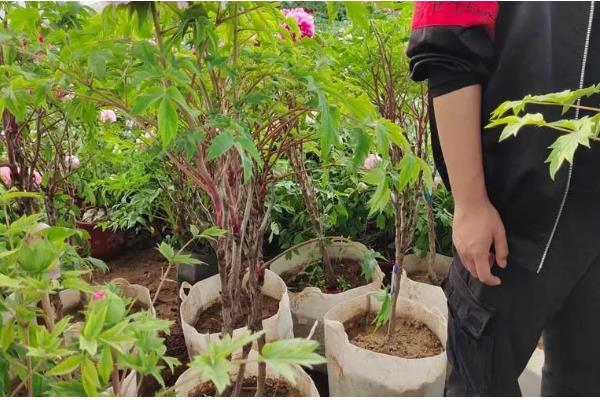 牡丹花的施肥方法，不同季节的施肥方法不同