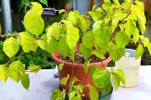 三角梅冻伤后多久能恢复，10-20天就能恢复