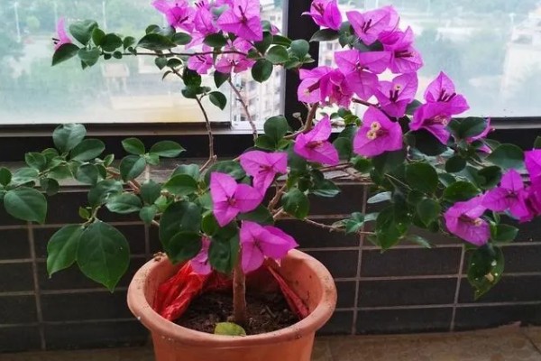 三角梅冻伤后多久能恢复，10-20天就能恢复