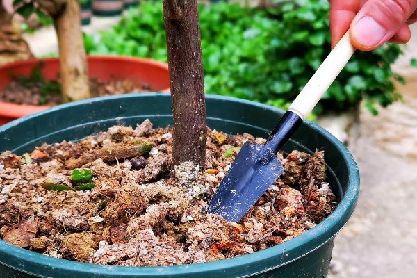 三角梅冻伤后多久能恢复，10-20天就能恢复