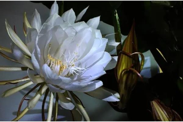 昙花有没有香味，香味浓郁可吸引昆虫授粉