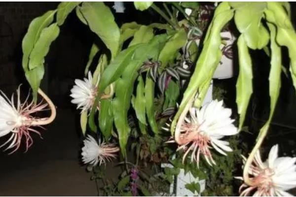 昙花有没有香味，香味浓郁可吸引昆虫授粉