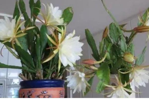 昙花有没有香味，香味浓郁可吸引昆虫授粉