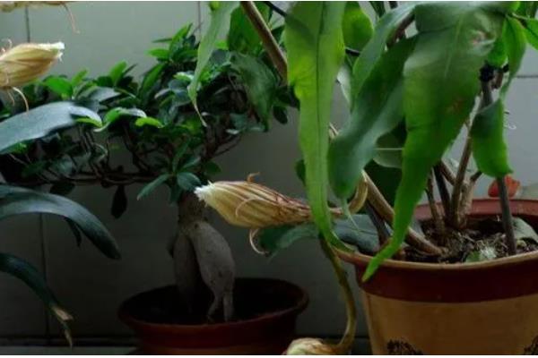 昙花有没有香味，香味浓郁可吸引昆虫授粉