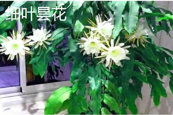 昙花有没有香味，香味浓郁可吸引昆虫授粉