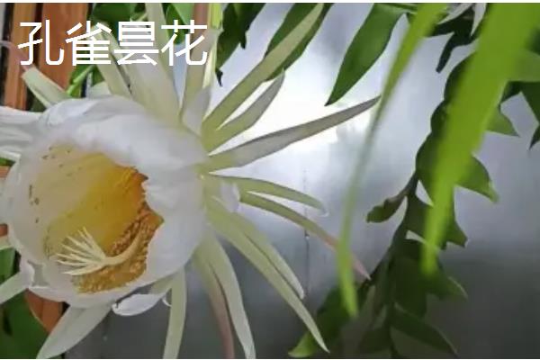 昙花有没有香味，香味浓郁可吸引昆虫授粉