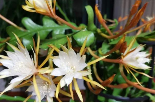 昙花有没有香味，香味浓郁可吸引昆虫授粉