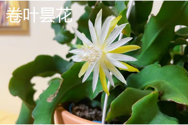 昙花有没有香味，香味浓郁可吸引昆虫授粉