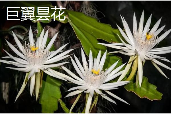 昙花有没有香味，香味浓郁可吸引昆虫授粉