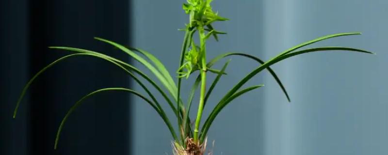 兰花叶片发黄如何解决，空气干燥可喷水增湿