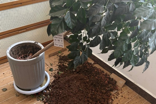 幸福树叶子干枯如何解决，要将枯掉的残枝败叶剪去