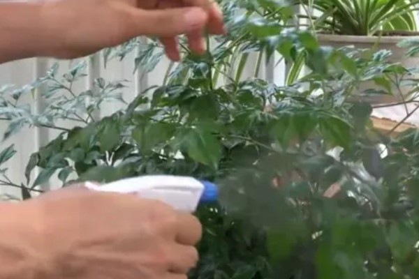 幸福树叶子干枯如何解决，要将枯掉的残枝败叶剪去