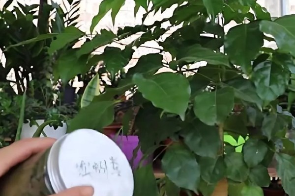 幸福树叶子干枯如何解决，要将枯掉的残枝败叶剪去