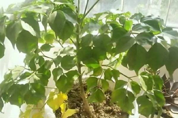 幸福树叶子干枯如何解决，要将枯掉的残枝败叶剪去