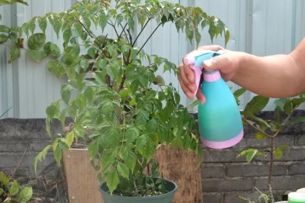 幸福树叶子干枯如何解决，要将枯掉的残枝败叶剪去