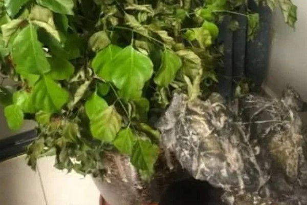 幸福树叶子干枯如何解决，要将枯掉的残枝败叶剪去