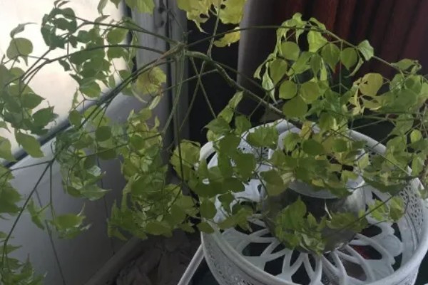 幸福树叶子干枯如何解决，要将枯掉的残枝败叶剪去