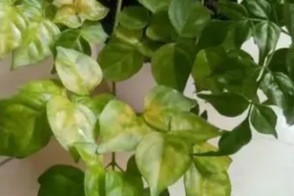 幸福树叶子干枯如何解决，要将枯掉的残枝败叶剪去