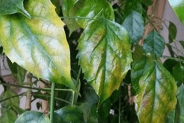 幸福树叶子干枯如何解决，要将枯掉的残枝败叶剪去