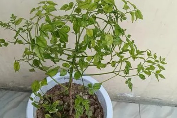 幸福树叶子干枯如何解决，要将枯掉的残枝败叶剪去