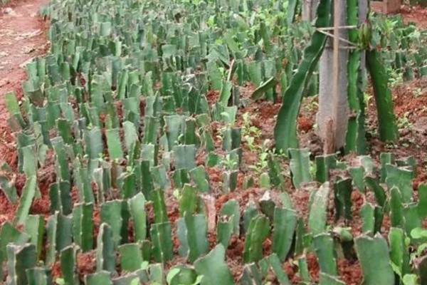 火龙果怎么种植，生长期多施氮肥