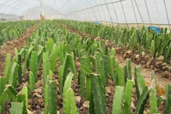 火龙果怎么种植，生长期多施氮肥