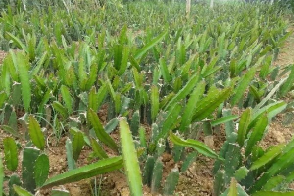 火龙果怎么种植，生长期多施氮肥