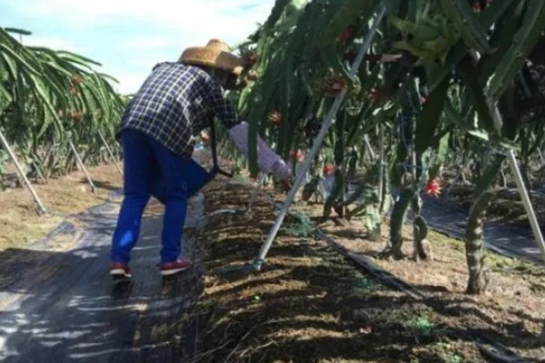 火龙果怎么种植，生长期多施氮肥