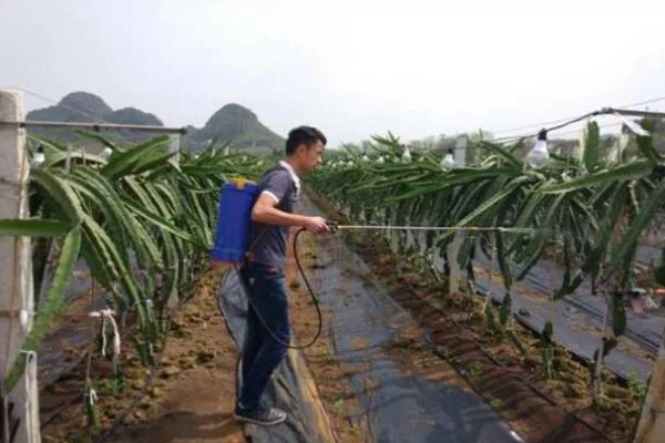 火龙果怎么种植，生长期多施氮肥