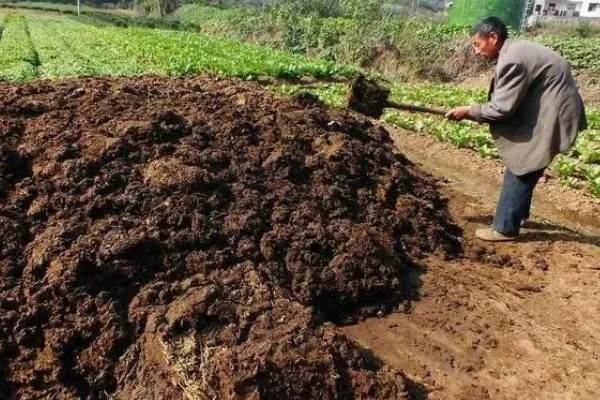 火龙果怎么种植，生长期多施氮肥
