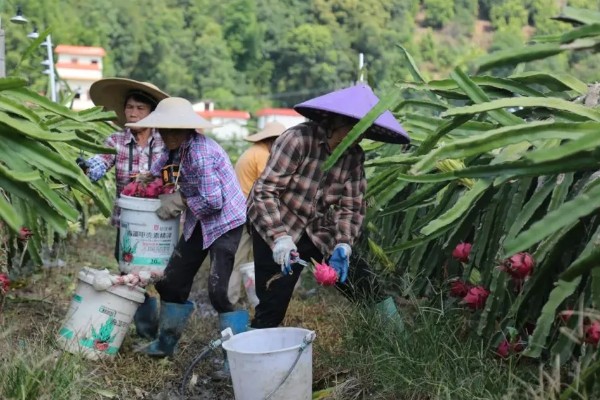火龙果怎么种植，生长期多施氮肥
