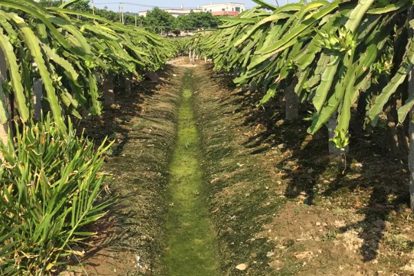 火龙果怎么种植，生长期多施氮肥
