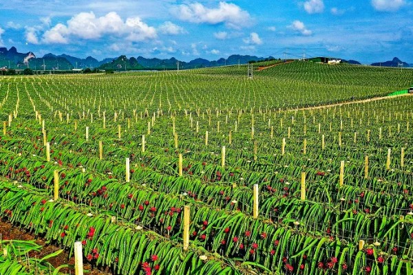 火龙果怎么种植，生长期多施氮肥