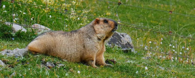 土拨鼠与旱獭的区别，二者没有任何区别