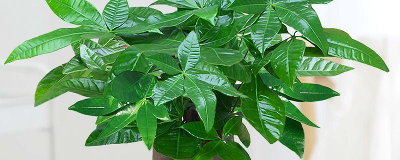 养殖发财树的方法，春秋季节每隔3-4天浇一次水