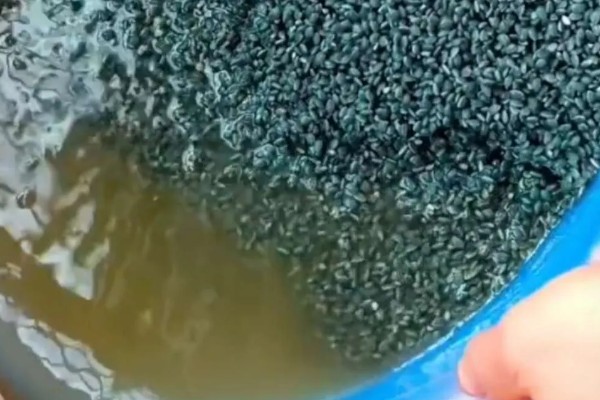 怎样提高韭菜的发芽率，播种前高温烫种浸种