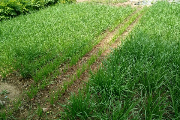 怎样提高韭菜的发芽率，播种前高温烫种浸种