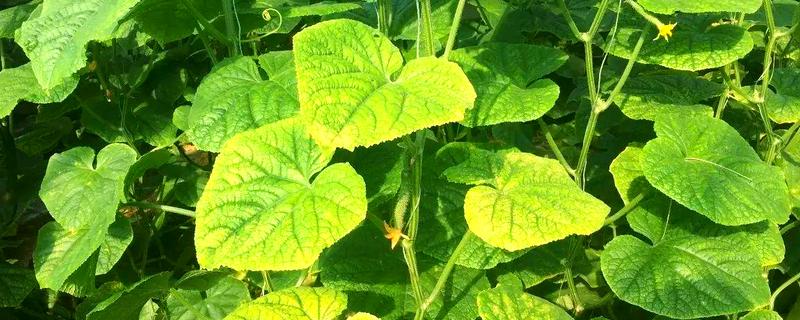 哪些药可以防治黄叶病，多菌灵、醚菌酯等药物均可使用