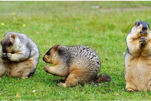 土拨鼠与旱獭的区别，二者没有任何区别