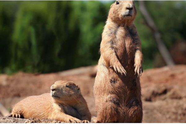 土拨鼠与旱獭的区别，二者没有任何区别