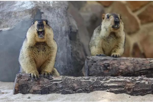 土拨鼠与旱獭的区别，二者没有任何区别