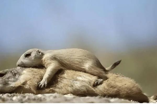 土拨鼠与旱獭的区别，二者没有任何区别